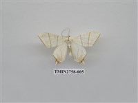 藏品(尺蛾327)的圖片